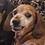 Dougal_Cochrane