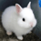 Selenebun